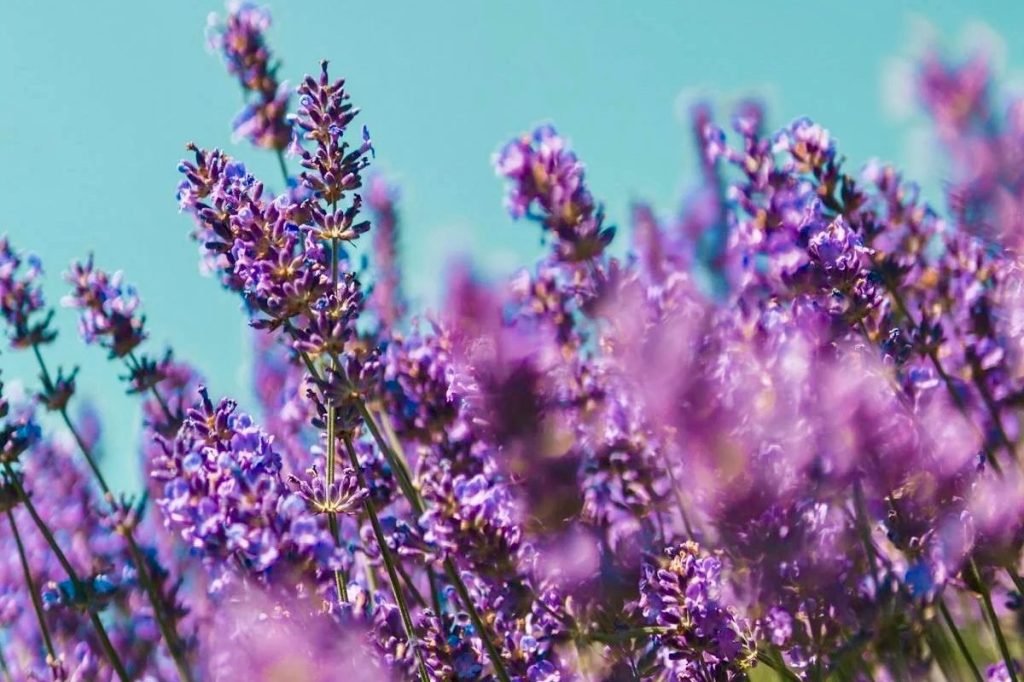 From Garden to Glow: How to Incorporate Herbal Infusions into Your Skincare&nbsp;Routine.